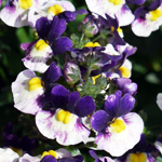Nemesia Berries & Cream